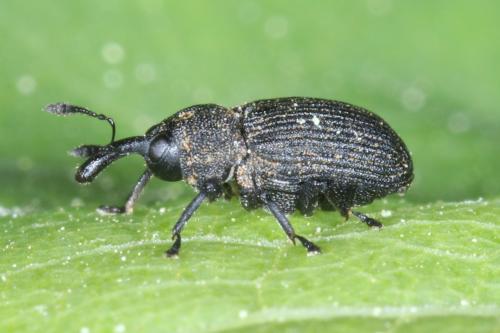 Magdalis cerasi